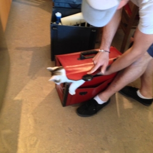 Katze in Werkzeugtasche