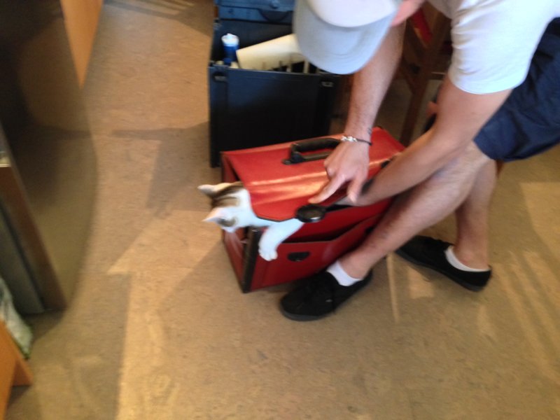 Katze in Werkzeugtasche